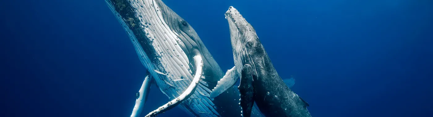 two humpback whales swim underwater