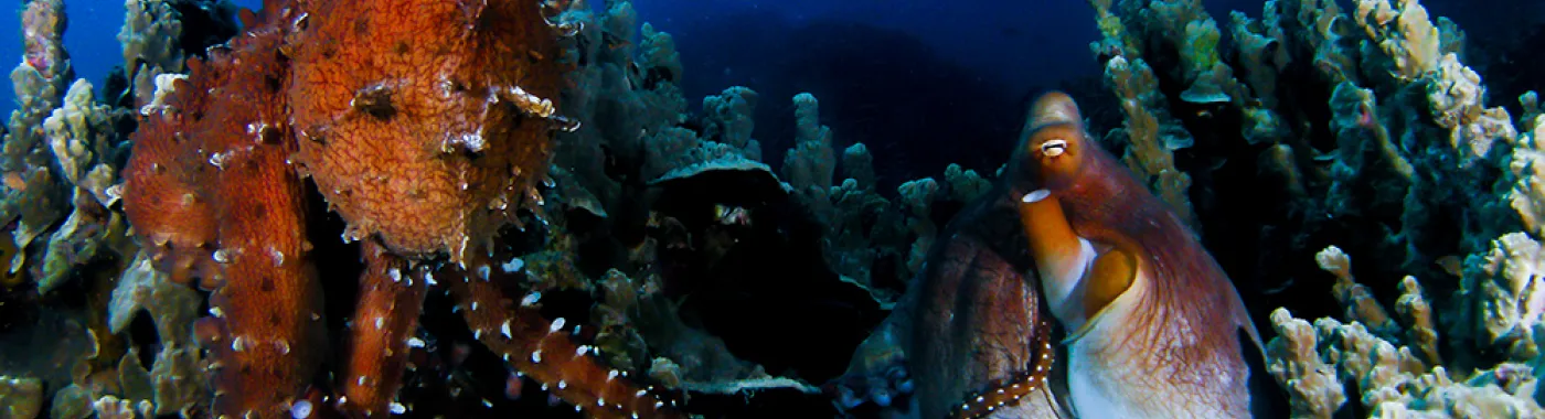 Two octopuses sitting underwater highlight the different textures the animals can take on.