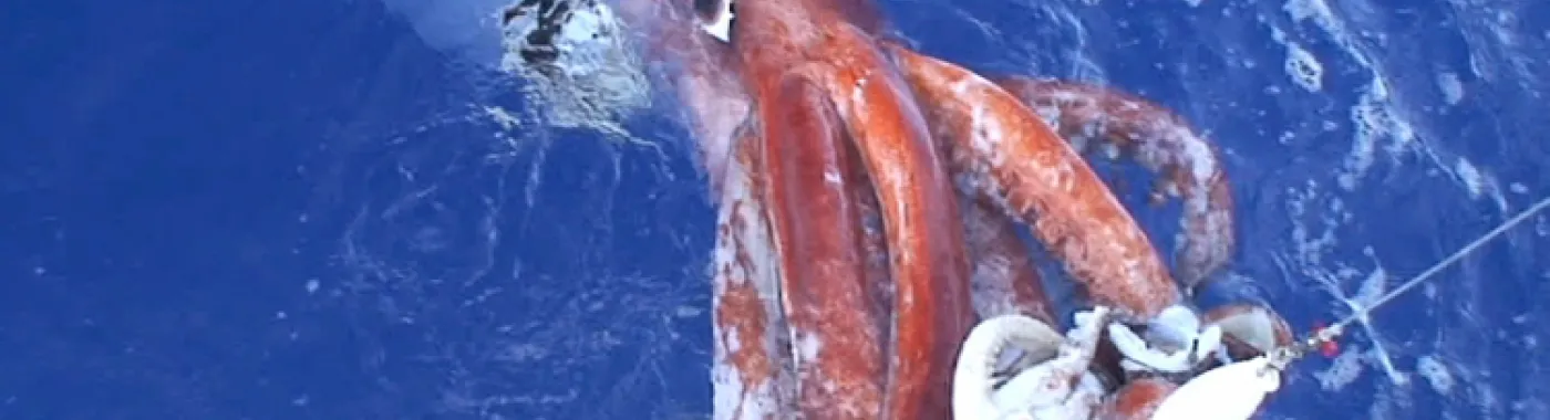Japanese scientists videotaped this female giant squid, alive, at the water's surface