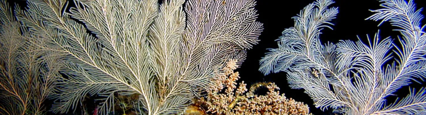 Coral scientist Dr. Amy Baco-Taylor observed corals like these on her first submarine dive to a deep-sea coral bed off the coast of Hawaii.