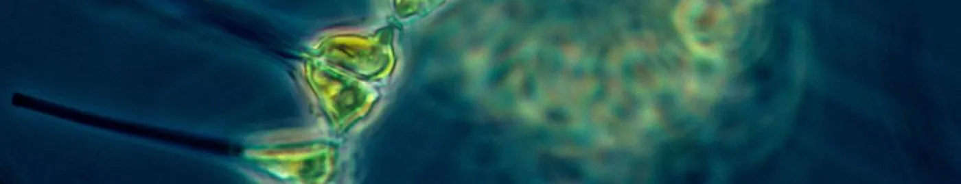 Image of microscopic phytoplankton swirl.